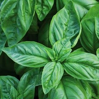 6 packs-small cells Basil Eleanora Less susceptible to downy mildew. Nufar Italian large leaf.