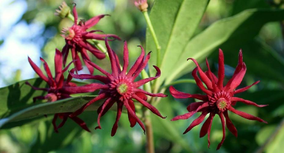 18 for medicines, perfume, and as a culinary spice to flavor food (Xia & Saunders 2008), but this species is occasionally confused with Japanese Star-Anise, I. anisatum L.