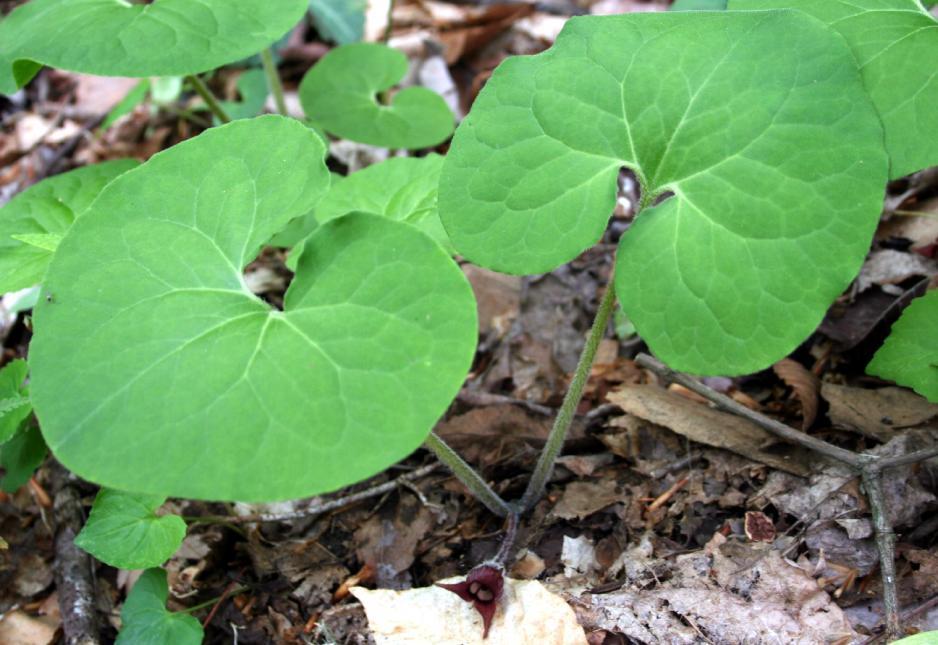 28 Estes (2015) stated that most studies of wild ginger variation have relied heavily on examination of herbarium specimens and little on examination of living populations.