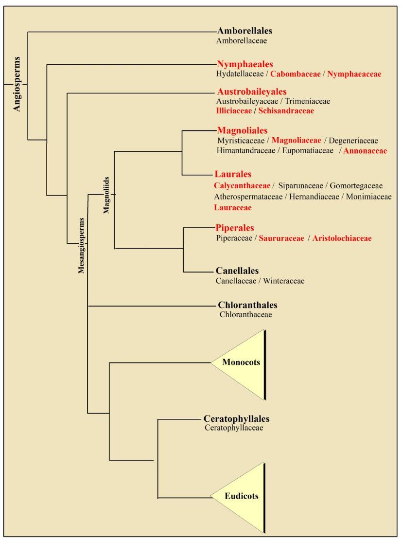 3 Illiciaceae is treated separately from the Schisandraceae, following the recommendation of Reveal (2012b). Figure 1. Relationships of the major angiosperm clades.
