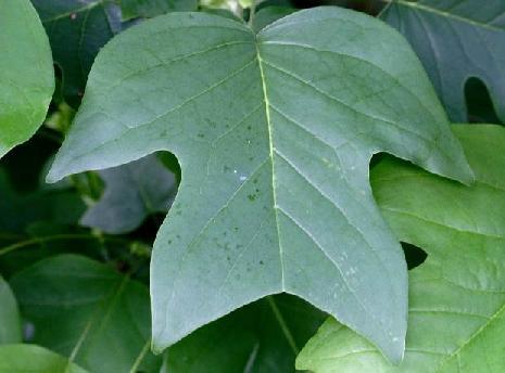 55 Liriodendron is an important timber tree with many uses; it has lightweight wood and is one of the softest hardwoods in North America (Elias 1980).