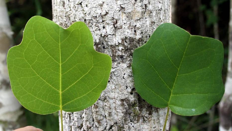 58 Various species and varieties have been named based mostly on leaf shape, but many authors have reduced this genus to two closely related extant species, Liriodendron tulipifera in North America,