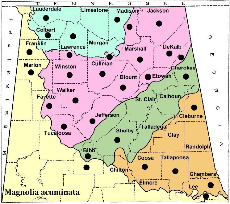 61 Figure 72. Distribution of Magnolia acuminata in northern Alabama. Some authors, such as Ashe (1931), recognized many varieties of Magnolia acuminata. Weakley (2015) recognized only one variety, M.
