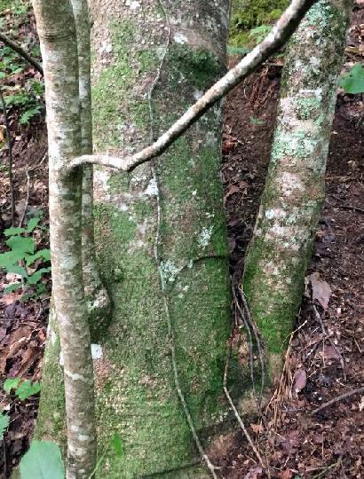 66 Figure 80. Magnolia fraseri trunks, Cleburne Co., Alabama, 16 Jul 2017. Photos: Dan Spaulding.
