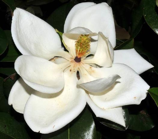 (85a) Fragrant flower with white tepals. 69 (85b) Mature fruit with seeds.