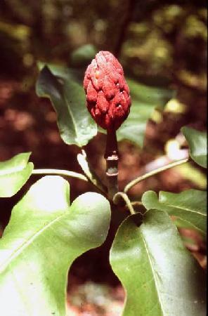 macrophylla is much taller, more widespread, and has broader and rounder fruit than M.