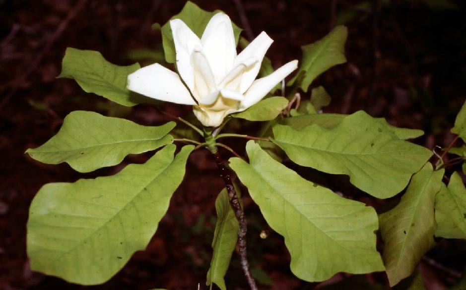 74 5. Magnolia pyramidata W. Bartram {pyramidal; referring growth habit} PYRAMID MAGNOLIA; SOUTHERN CUCUMBER-TREE; BARTRAM S MAGNOLIA (Fig. 94). [Magnolia fraseri Walter ssp. pyramidata (W.