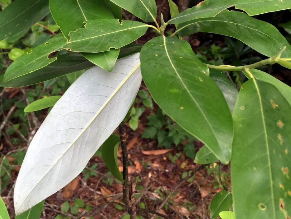 85 Figure 110. Magnolia virginiana, Cleburne Co., Alabama, 17 Jun 2017. Photo: Melanie Taylor Spaulding. Sargent (1919) named the southern variety of this species, Magnolia virginiana var.