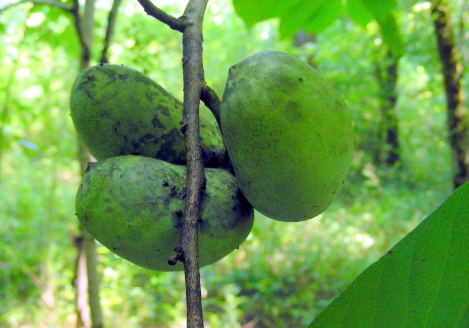 When unripe, the berries are greenish and hard, but by late fall, they become soft and turn nearly black with wrinkled skin.