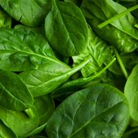 Iron Sources for Vegans Non heme sources of iron: Dried beans Dark leafy