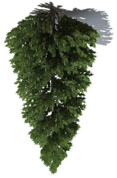 01. NIKKO FIR ( Abies homolepis ) Tree, evergreen conifer Shape: narrowly conical Xfrog models: 30 m., 15 m., 4 m.