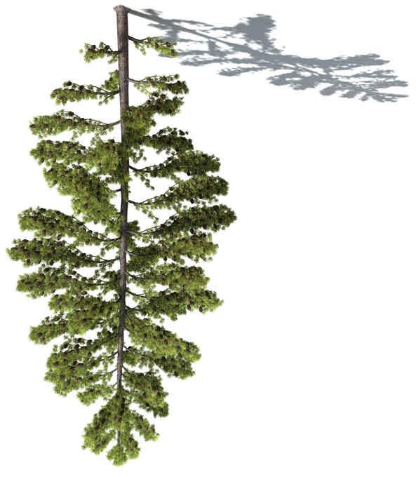 16. ESE WHITE PINE ( Pinus parviflora ) Tree, evergreen conifer Shape: broadly columnar Xfrog models: 25 m., 10 m., 5 m.