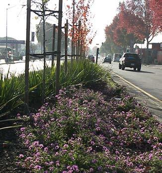 PLANT PALETTE: ARTERIAL STREETS Plants along major arterial streets