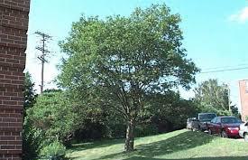 acerifolia 'Columbia' Quercus shumardii Tilia tomentosa 'Sterling