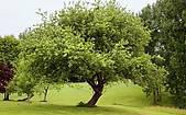 SHADE TREES Acer macrophyllum Quercus agrifolia Quercus engelmanii Quercus suber UNDERSTORY & SMALL TREES Cercis