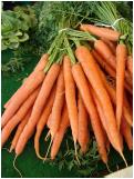 Selecting Carrots Carrots are available year round. Most are sold when young, tender, and mild flavored. Larger carrots are packed separately and are used for cooking or shredding.