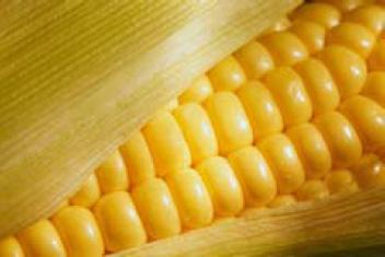 Selecting Corn Sweet corn is available all year. From early May until mid September, corn is the least expensive with the best flavor.
