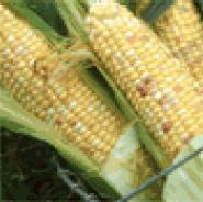 Sweet corn is high in fiber, niacin, and folate. Sweet corn with yellow kernels has small amounts of vitamin A. Frozen and canned corn have about the same nutrient value as fresh corn.