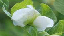 Common crop name Pea Common crop name Pea Accession name Ami Accession name Erme Country of origin Estonia Country of origin Estonia 58 769'N; 26 400'E 58 769'N; 26 400'E Or: Donor institution ECRI,