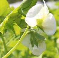 Common crop name Pea Common crop name Pea Accession name Virge Accession name Margsukkerert Bremer Country of origin Estonia Country of origin Norway 58 769'N; 26 400'E ( Or: Donor institution ECRI,