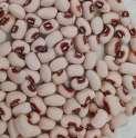 Common crop name Cowpea Common crop name Cowpea Accession name Cp 5647 Accession name Cp 5648 Acquisition date February 2014 Acquisition date February 2014 Country of origin Portugal Country of