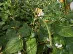 Common crop name Yard long bean Common crop name Cowpea Accession name Vi 4 Accession name AUA 1 Acquisition date - Acquisition date - Country of origin Spain Country of origin Greece - - UPCT Or: