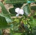 Common crop name Cowpea Common crop name Cowpea Accession name AUA 8 Accession name AUA 9 Acquisition date - Acquisition date - Country of origin