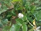 Common crop name Cowpea Common crop name Cowpea Accession name AUA 14 Accession name AUA 15 Acquisition date - Acquisition date - Country of