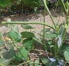 Common crop name Cowpea Common crop name Cowpea Accession name AUA 18 Accession name AUA 19 Acquisition date - Acquisition date - Country of origin Greece Country of origin Greece - - Or: Donor