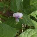 Common crop name Cowpea Common crop name Cowpea Accession name AUA 20 Accession name AUA 21 Acquisition date - Acquisition date Country of origin Greece Country of origin