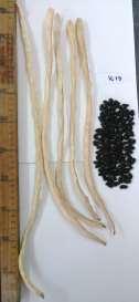 Common crop name Cowpea Common crop name Yard long bean Accession name AUA 24 Accession name Vi 13 Acquisition date - Acquisition date - Country of origin Italy Country of origin Spain - - Or: Donor