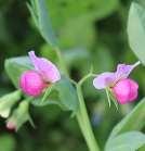 Common crop name Pea Common crop name Pea Accession name Retrija Accession name Rota Country of origin Latvia Country of origin Latvia 57 18'57''N, 25 20'19''E, 123 m ROTA Or: Donor institution AREI,