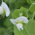 Common crop name Pea Common crop name Pea Accession name Vitra Accession name Lasma Country of origin Latvia Country of origin Latvia 57 18'57''N, 25 20'19''E, 123 m 57 18'57''N, 25 20'19''E, 123 m