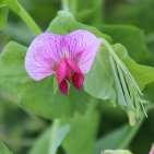 Common crop name Pea Common crop name Pea Accession name k-5738 Accession name k-6389 Country of origin Latvia Country of origin Latvia 57 18'57''N, 25 20'19''E, 123 m 57 18'57''N, 25 20'19''E, 123 m