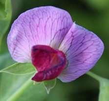 Common crop name Pea Common crop name Pea Accession name k-5720 Accession name k-4825 Country of origin Latvia Country of origin Latvia 57 18'57''N, 25 20'19''E, 123 m 57 18'57''N, 25 20'19''E, 123 m