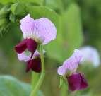 Common crop name Pea Common crop name Pea Accession name k-4821 Accession name k-4824 Country of origin Latvia Country of origin Latvia 57 18'57''N, 25 20'19''E, 123 m 57 18'57''N, 25 20'19''E, 123 m