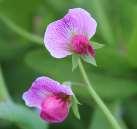Common crop name Pea Common crop name Pea Accession name k-4831 Accession name k-4906 Country of origin Latvia Country of origin Latvia 57 18'57''N, 25 20'19''E, 123 m 57 18'57''N, 25 20'19''E, 123 m