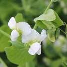 Common crop name Pea Common crop name Pea Accession name k-5703 Accession name k-5699 Country of origin Latvia Country of origin Latvia 57 18'57''N, 25 20'19''E, 123 m 57 18'57''N, 25 20'19''E, 123 m