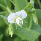 Common crop name Pea Common crop name Pea Accession name k-5501 Accession name k-5500 Country of origin Latvia Country of origin Latvia 57 18'57''N, 25 20'19''E, 123 m 57 18'57''N, 25 20'19''E, 123 m