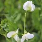 Common crop name Pea Common crop name Pea Accession name k-6969 Accession name k-6968 Country of origin Latvia Country of origin Latvia 57 18'57''N, 25 20'19''E, 123 m 57 18'57''N, 25 20'19''E, 123 m