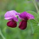 Common crop name Pea Common crop name Pea Accession name k-6970 Accession name k-6973 Country of origin Latvia Country of origin Latvia 57 18'57''N, 25 20'19''E, 123 m 57 18'57''N, 25 20'19''E, 123 m