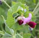 Common crop name Pea Common crop name Pea Accession name k-6972 Accession name Bruno Country of origin Latvia Country of origin Latvia 57 18'57''N, 25 20'19''E, 123 m 57 18'57''N, 25 20'19''E, 123 m