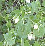 Common crop name Pea Common crop name Pea Accession name Kirke Accession name Mehis Country of origin Estonia Country of origin Estonia 58 769'N; 26 400'E 58 769'N; 26 400'E Or: Donor institution
