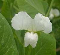 Common crop name Pea Common crop name Pea Accession name Seko Accession name Varko Country of origin Estonia Country of origin Estonia 58 769'N; 26 400'E 58 769'N; 26 400'E Or: Donor institution