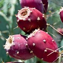 Kiwi and Prickly Pear Infused Water The prickly pear, also known as cactus pear, helps with cholesterol, high blood pressure, and obesity, but is