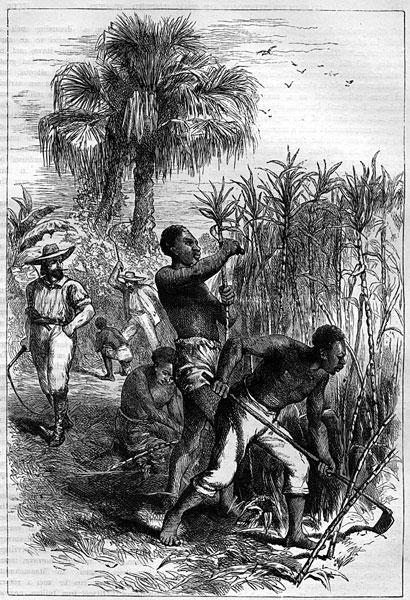 Slaves Cutting Sugar Cane on