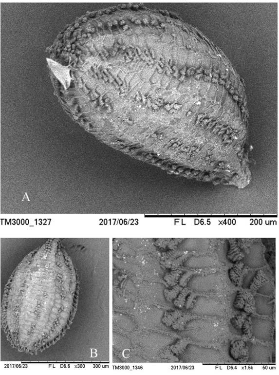 December 2017 Sunil et al.: Eriocaulon govindiana sp. nov. (Eriocaulaceae) from India LITERATURE CITED Fig. 3. Scanning electron micrographs of Eriocaulon govindiana seed. A. & B.