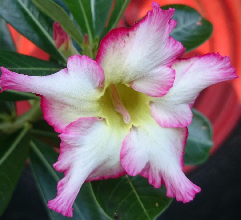 flower Plant 39