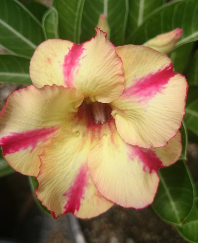 6-8cm flower