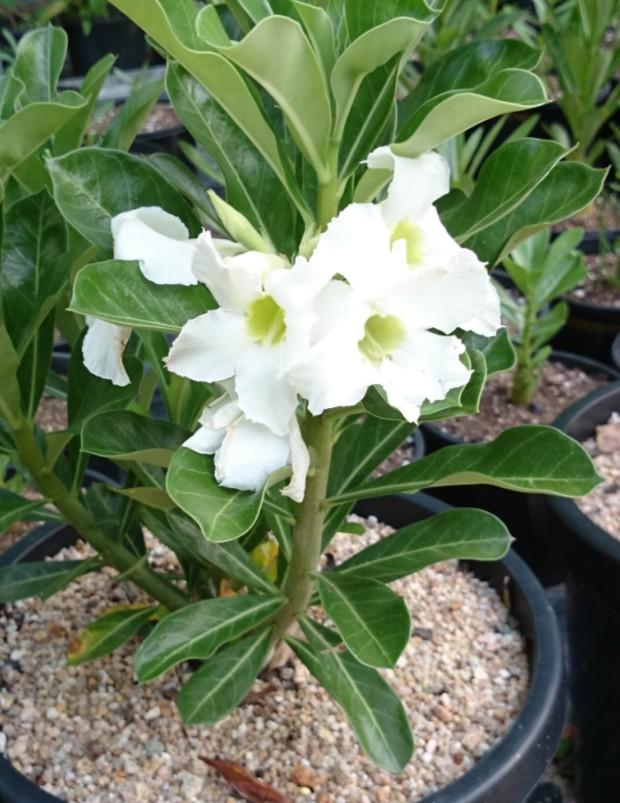7-8cm flower Plant